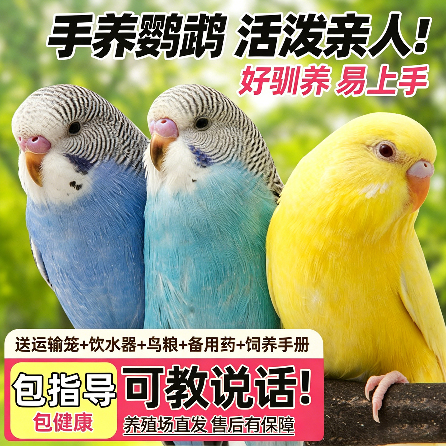 良姗博鹦鹉活鸟活物虎皮鹦鹉小鸟活鸟会学说话的鸟类活鸟宠物鹦鹉