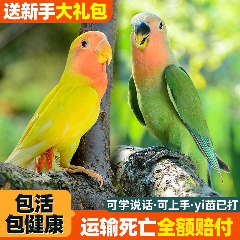 良姗博牡丹鹦鹉活鸟活物手养黄桃绿桃小鸟会学说话成年繁殖宠物鸟