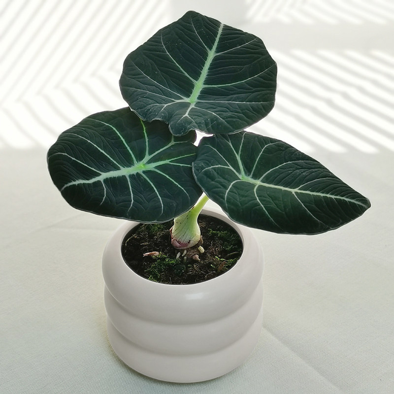 黑天鹅绒海芋网红观叶植物热带稀有北欧办公室内桌面ins绿植盆栽