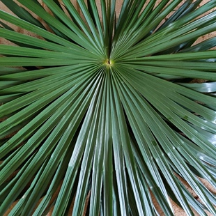 棕树叶 草绳 农家包粽子专用绳子草绳棕绳