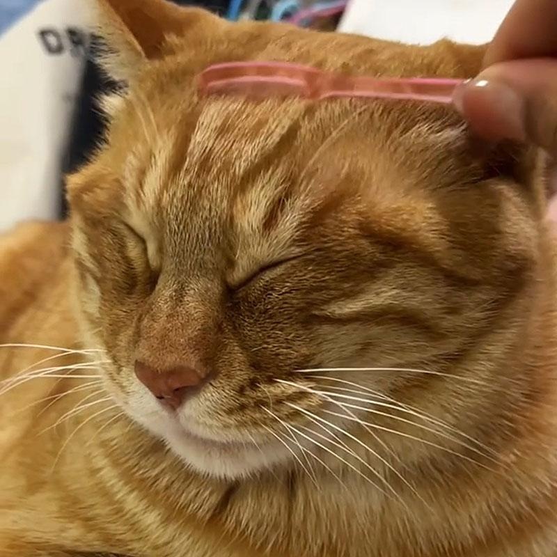 按摩梳梳毛迷你梳子娃娃梳互动解压BJD猫鼻梳神器撸猫去浮毛