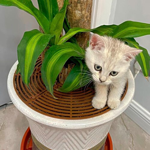防小孩花盆通风管土植物护土盖倒出花盆固土防猫抓透气防老鼠盆栽