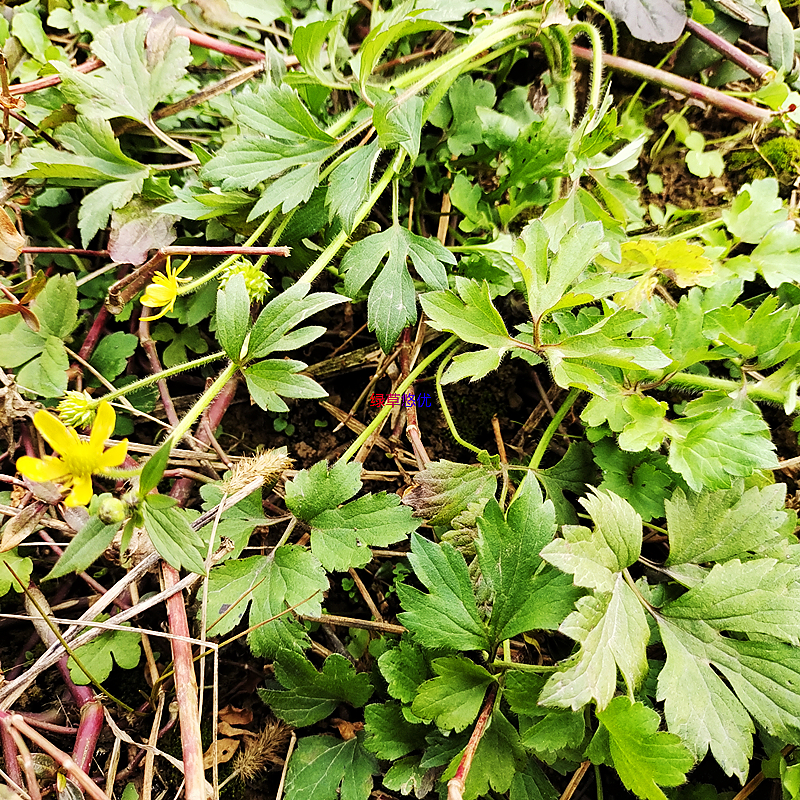 扬子毛茛外敷起泡草鸭脚板辣子草中草药材老虎脚迹草毛芹菜辣辣草