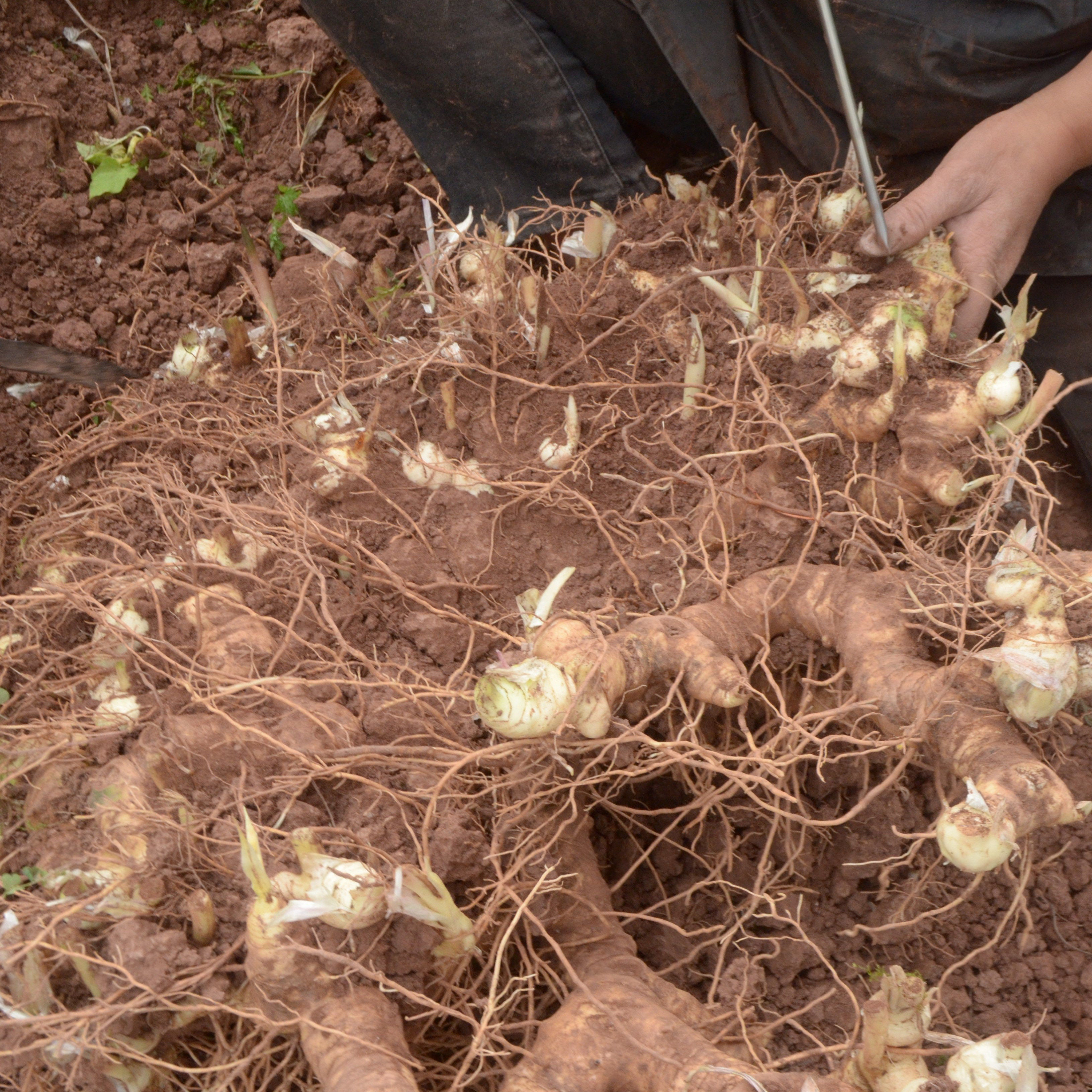 黄精野生四川深山特产15-18年药食同源精选鸡头老黄精500克包邮
