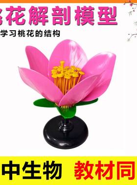 生物桃花解剖模型教具