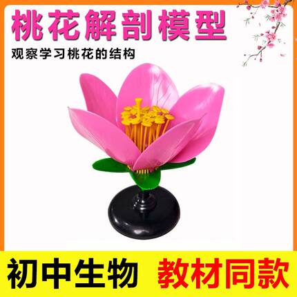 桃花解剖模型初中生物中考实验花蕊花瓣花的结构仿真植物放大教具