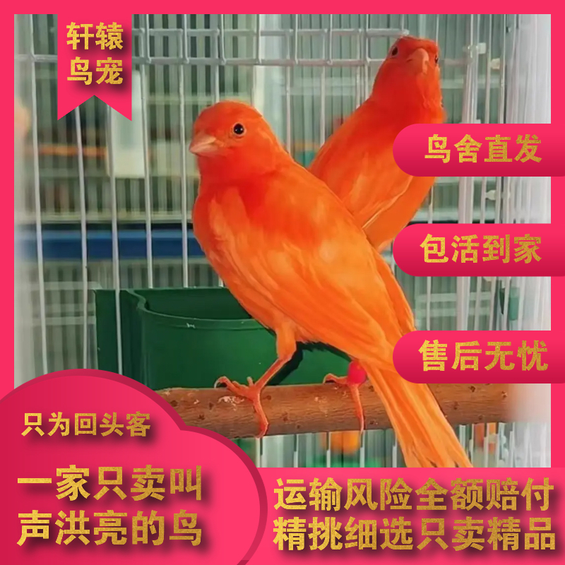 玉鸟活体金丝雀活鸟辣椒红白燕芙蓉鸟德系大红袍白玉鸟活鸟包邮