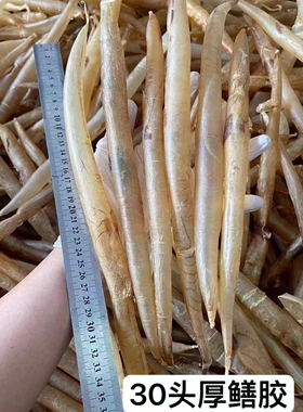 黄门鳝胶鱼胶深海鳗鱼胶麻鱼胶阳江本地黄门胶花胶鱼膘养颜30头