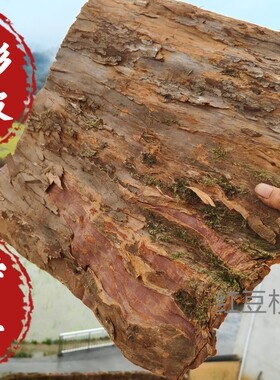 南方红豆杉老树皮百年树龄含紫杉醇更高红豆杉皮根果中药材