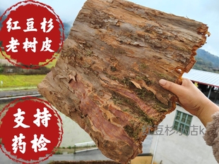 南方红豆杉老树皮百年树龄含紫杉醇更高红豆杉皮根果中药材