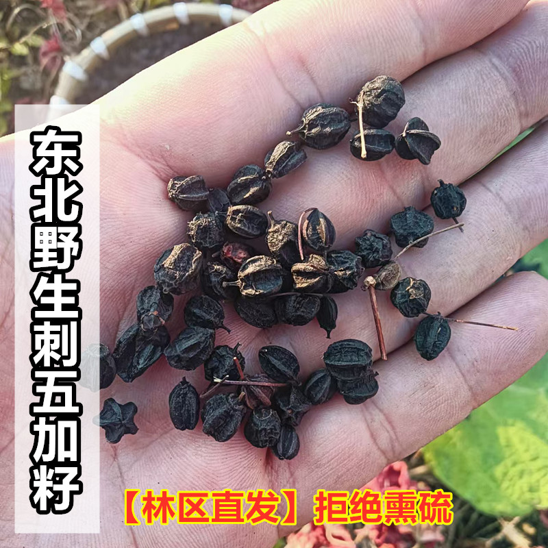 新货东北野生刺五加籽干货长白山特产果茶刺五加果子茶刺五加打粉