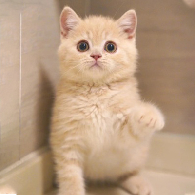 猫咪活物小猫活物猫咪幼崽
