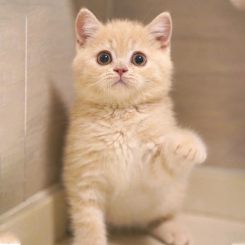 猫咪活物小猫活物猫咪幼崽