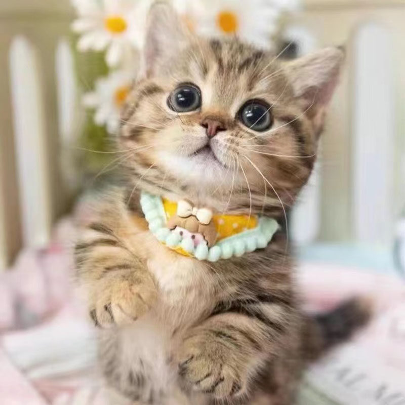 猫咪活体中华田园猫狸花猫三花猫橘猫奶牛猫白猫黑猫幼崽