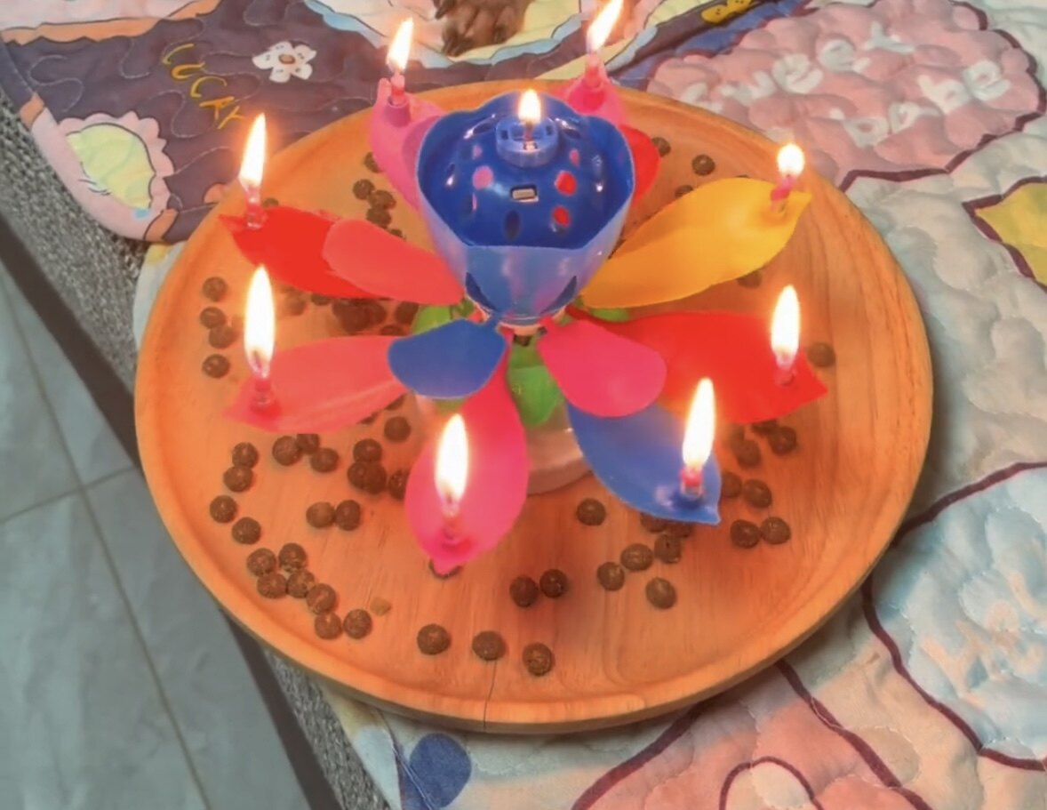 网红莲花生日蛋糕蜡烛儿童会开花旋转唱歌创意浪漫荷花特色带音乐