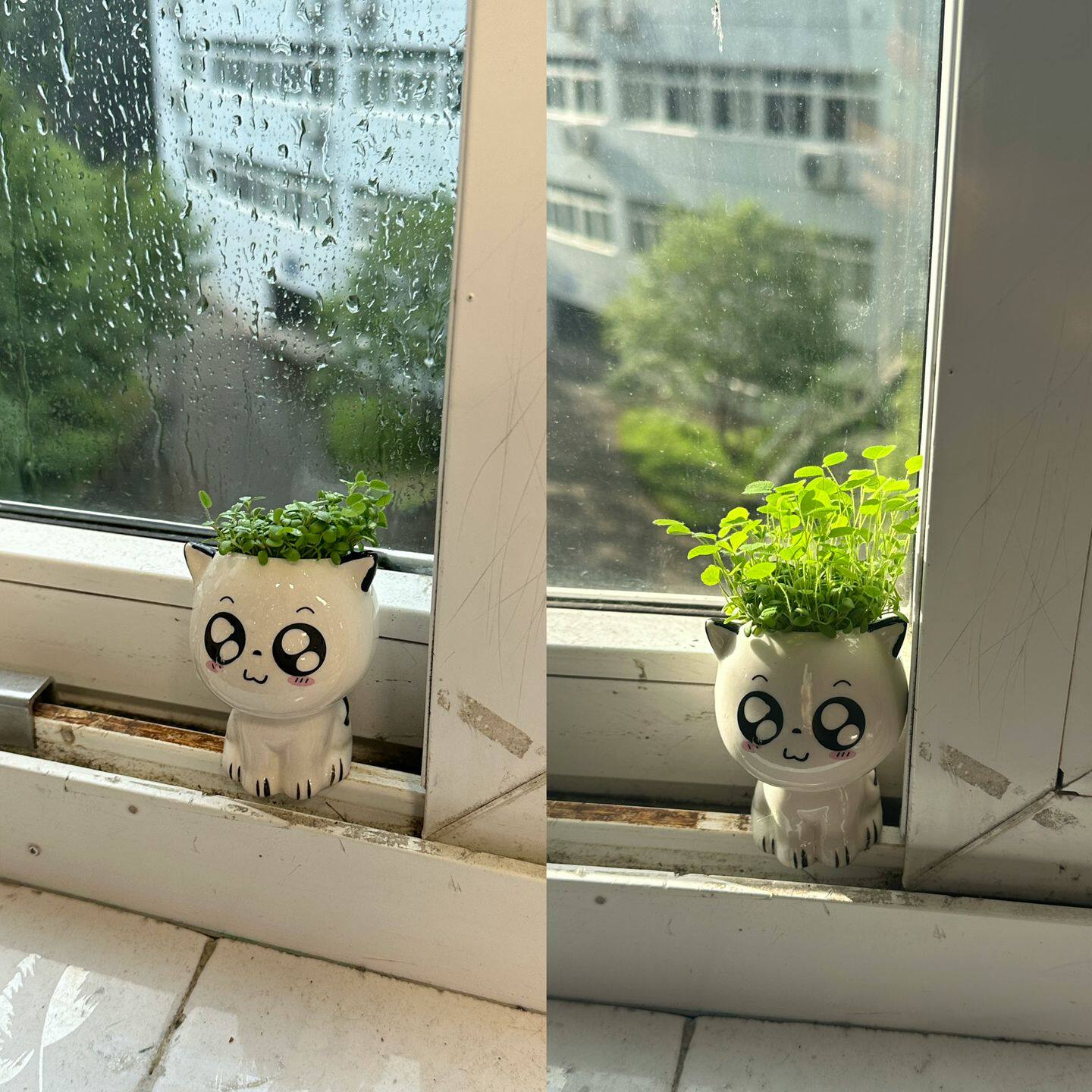 可爱猫咪小草盆栽陶瓷种植套装diy儿童宿舍书桌摆件种植小盆栽