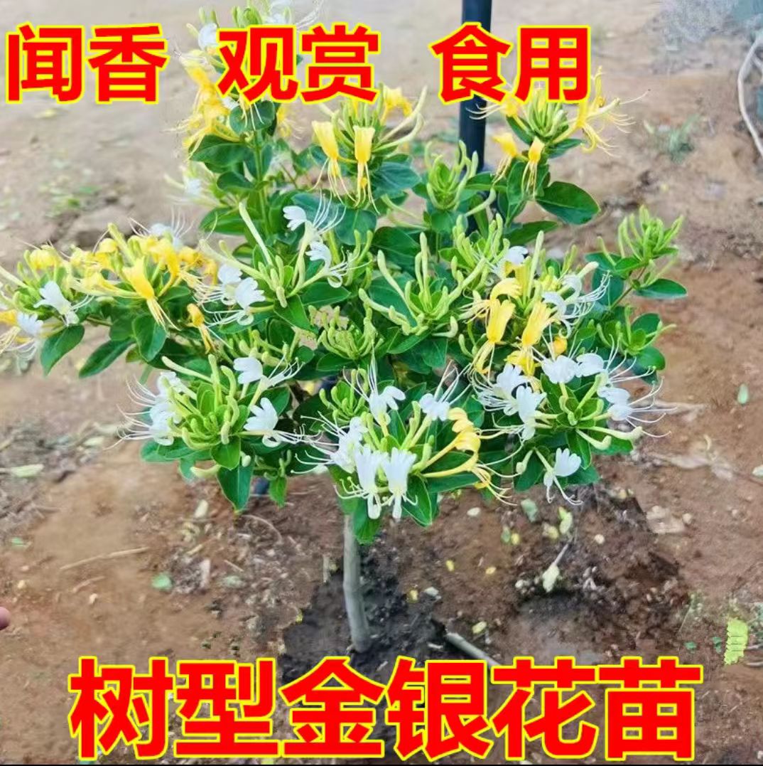 四季金银花树苗盆栽地栽当年开花忍冬红色耐寒花卉南北室内食用药