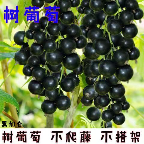 黑加仑树苗果苗阳台盆栽地栽当年结果果耐寒树葡萄嘉宝果灯笼树苗图片