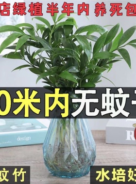 水培驱蚊竹柏水养植物盆栽绿植室内花卉客厅办公桌好养活四季常青