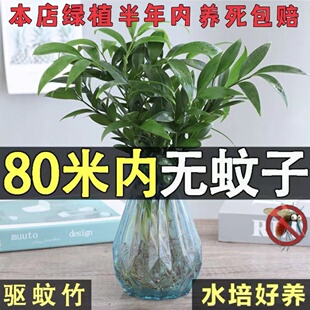 水培驱蚊竹柏水养植物盆栽绿植室内花卉客厅办公桌好养活四季常青