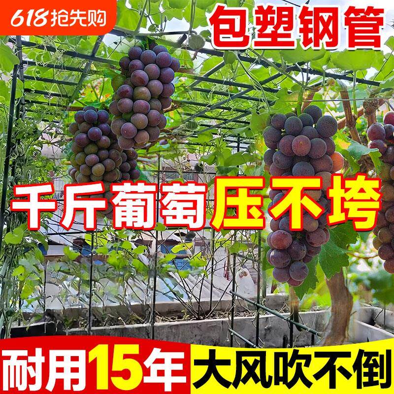 庭院葡萄专用架子雪柒户外花架黄瓜爬藤架植物支撑杆网状葡萄架