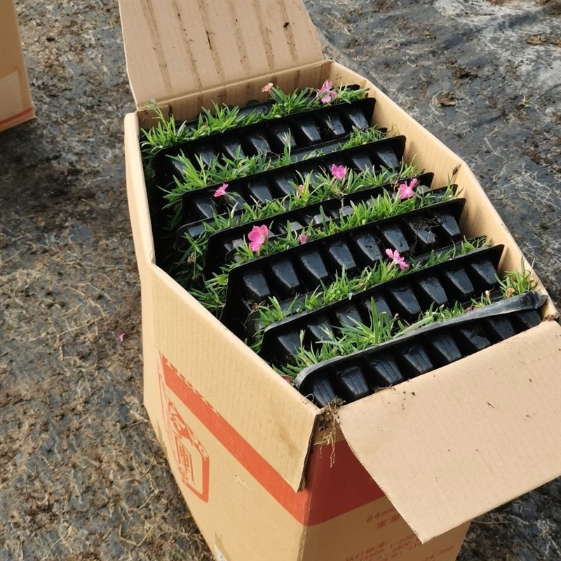 欧石竹绿植庭院欧石竹绿植开花