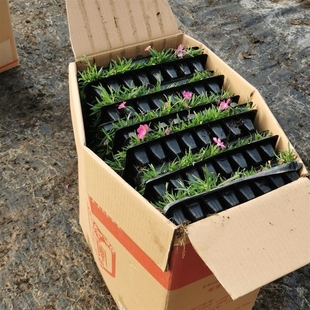 欧石竹初吻盆栽耐寒地被绿植庭院草坪绿植花期长耐寒耐热耐旱宿根