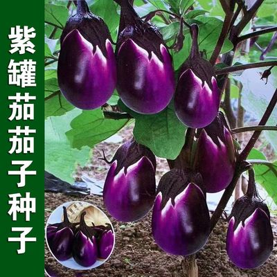 四季高产本地茄子春季