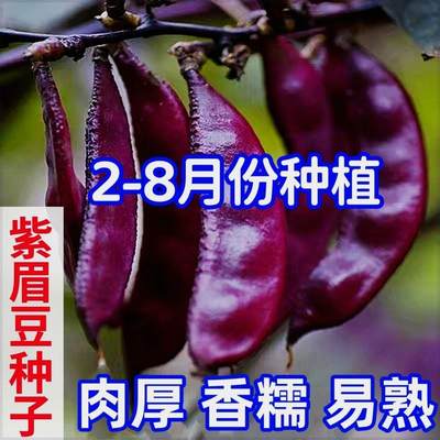 宽扁眉豆种春秋冬季扁青豆角种子无筋架豆扁豆籽爬藤菜豆蔬菜种孑