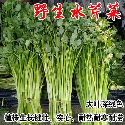 野生水芹菜种子籽野芹菜种籽阳台盆栽蔬菜水培旱地山野菜种植好吃