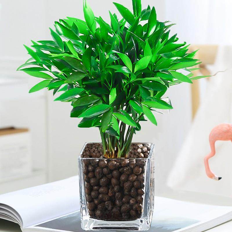 水培驱蚊竹柏竹草盆栽富贵水养植物驱蚊室内pdy客厅绿植花卉四季