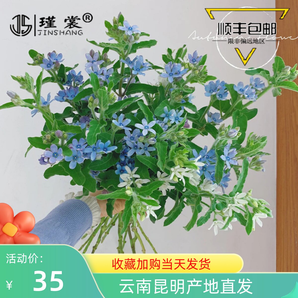 瑾裳|蓝星花鲜花高级蓝色花云南直发家庭插花百搭花办公会议装饰