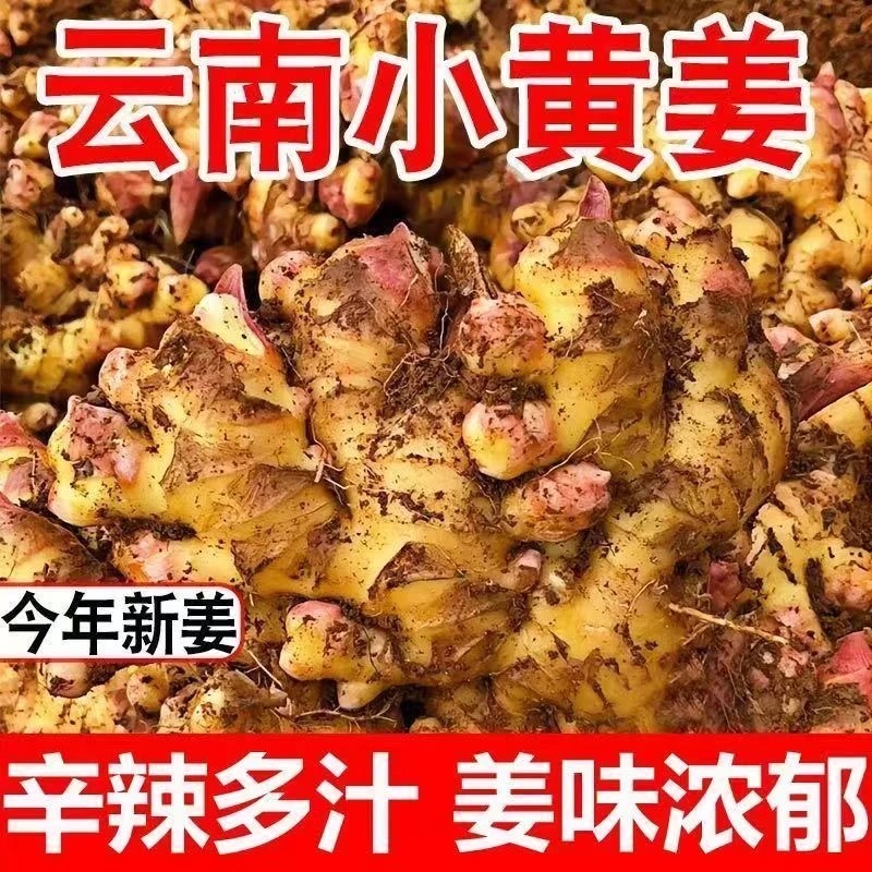 （嫩姜）云南小黄姜现挖现发生姜1/3/5斤炒菜食用生姜块