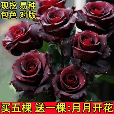 玫瑰花苗老桩特大花花卉绿植物盆栽月季蔷薇室内外阳台四季