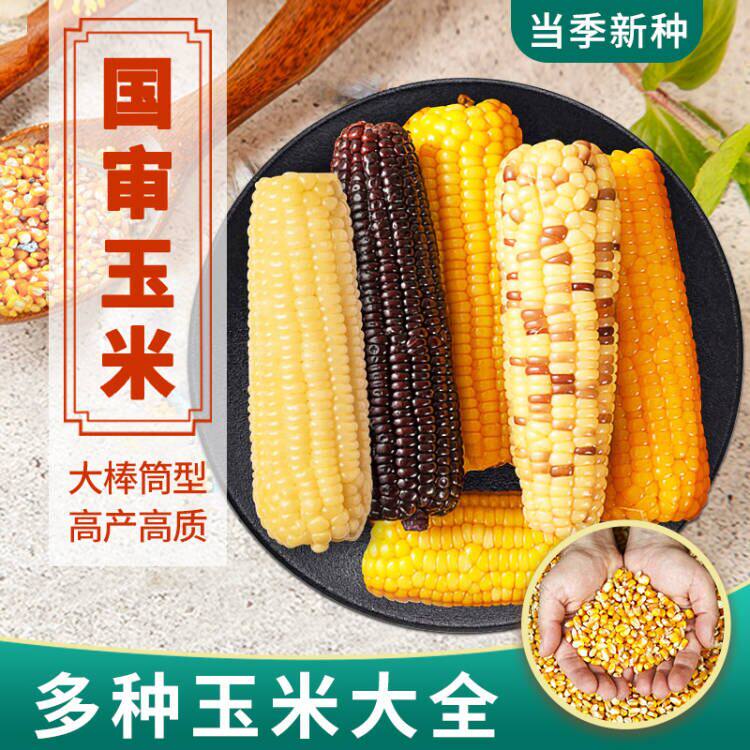 玉米种子黄粘糯玉米种籽皮薄糯甜糯玉米种子水果玉米蔬菜籽