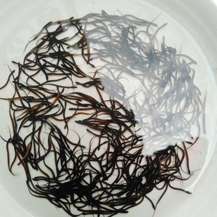 黄鳝鲜活 种苗养殖幼苗小苗 淡水鱼苗黄鳝苗鳝鱼苗活的鱼养殖小苗