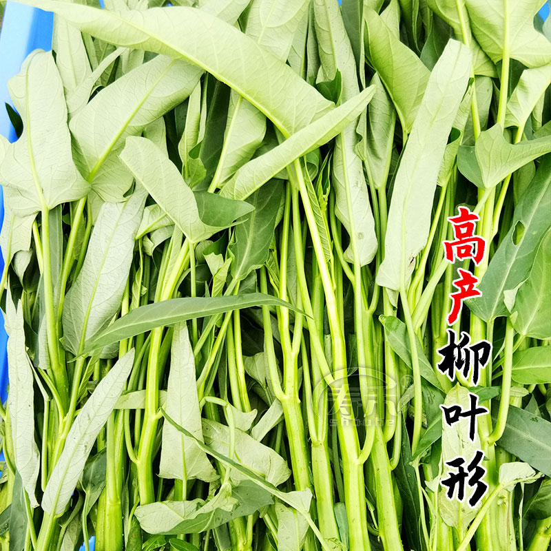 泰国空心菜种子种籽苗柳叶高产小叶四季菜籽孑籽种菜苗带根水上大怎么看?