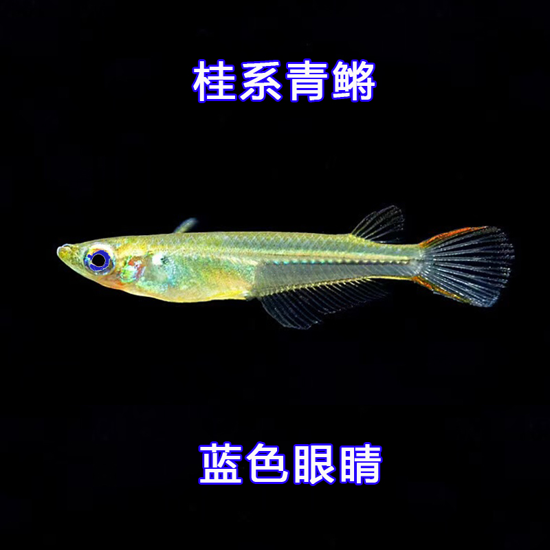 蓝眼桂系青鳉观背青将观赏鱼活体水族原生群游小型淡水冷水除油膜