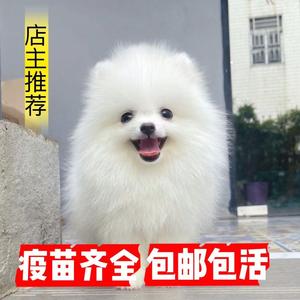 博美幼犬俊介茶杯犬长不大真狗可爱小型犬迷你袖珍犬宠物狗狗