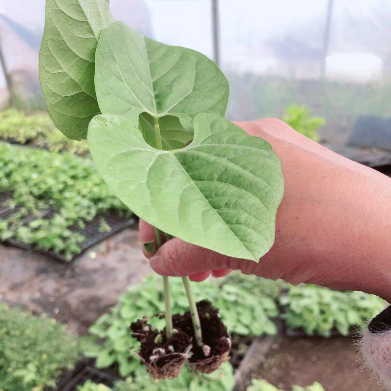 无架豆角豇豆苗春季爬藤四季豆苗绿扁豆秧苗地豆苗蔬菜眉豆苗种子