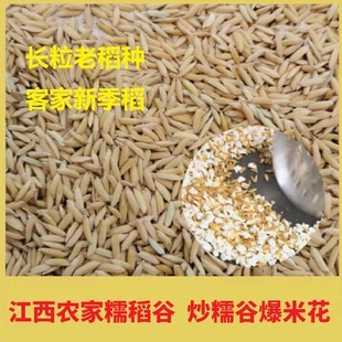 糯稻谷带壳糯米谷爆米花糯米稻谷客家老式自留种炒爆谷米乔迁结婚