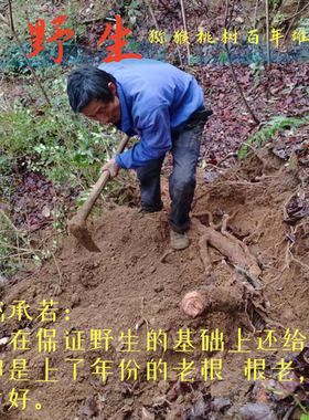 婺源真野三十年雄猕猴桃根藤梨根洋桃根，刀口药石苇