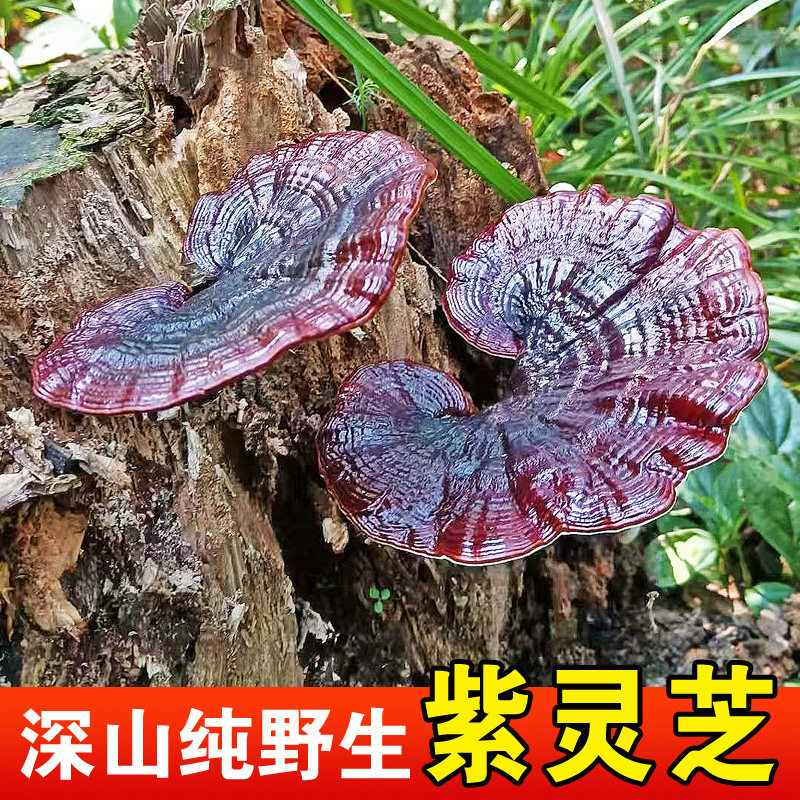 纯野生紫灵芝特级大朵