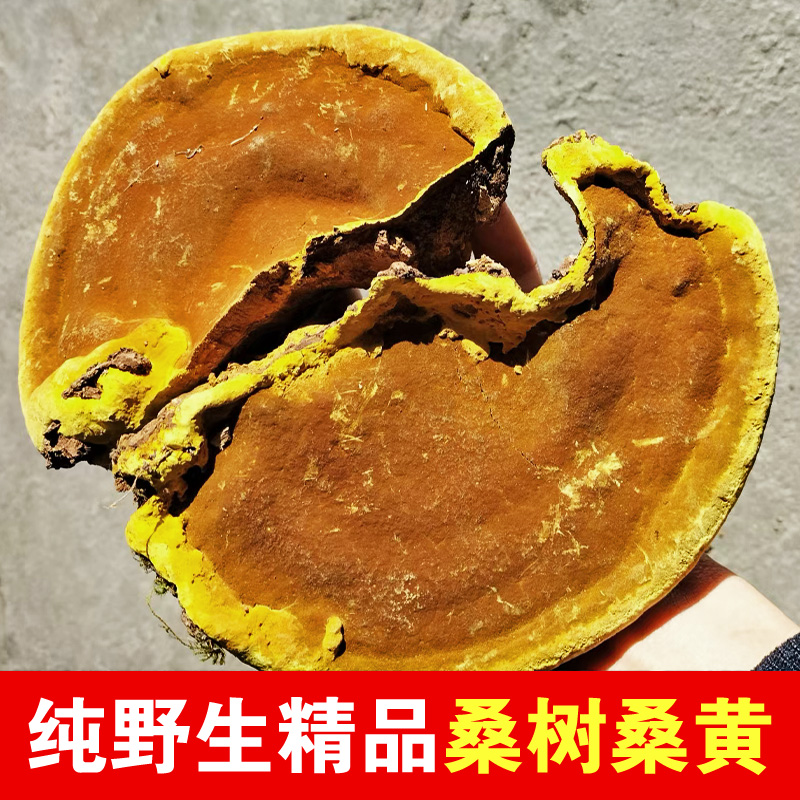 真正野生桑树桑黄不是杂树黄