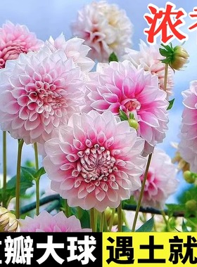 重瓣大丽花种球根地瓜花庭院阳台盆栽地栽多年生耐寒耐热花卉种子