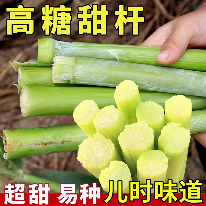 高糖蔬菜种子甜杆四季开花