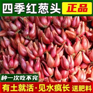 红葱头四川小香葱头四季小香葱可吃可种春秋阳台火葱头种黄葱头