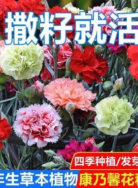 重瓣康乃馨种子四季播种易活盆栽易活阳台室内外花籽花卉种籽子孑