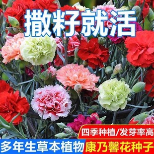 重瓣康乃馨种子四季播种易活盆栽易活阳台室内外花籽花卉种籽子孑