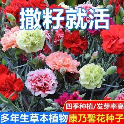 重瓣康乃馨种子四季播种易活盆栽易活阳台室内外花籽花卉种籽子孑